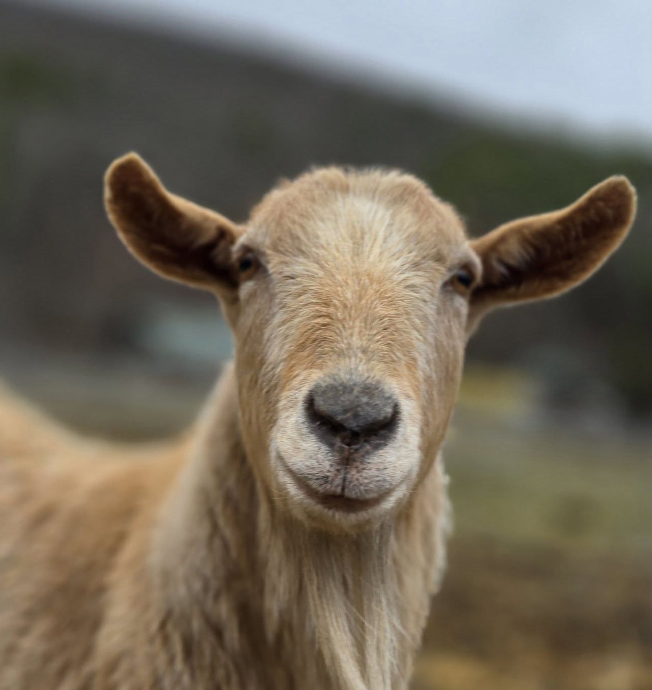 Meet Casper at Broome Animal Sanctuary